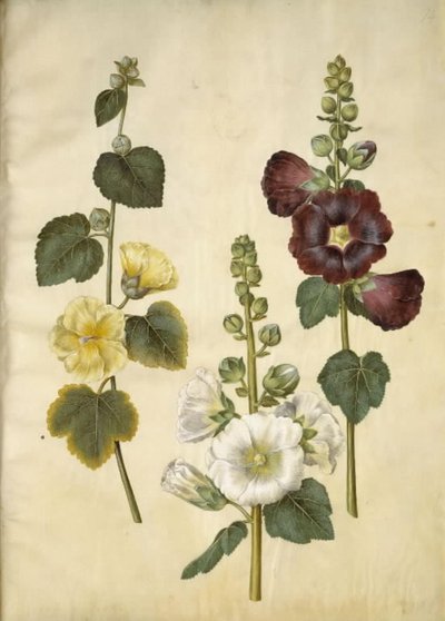 Alcea rosea (have-stokrose) tekijältä Hans Simon Holtzbecker