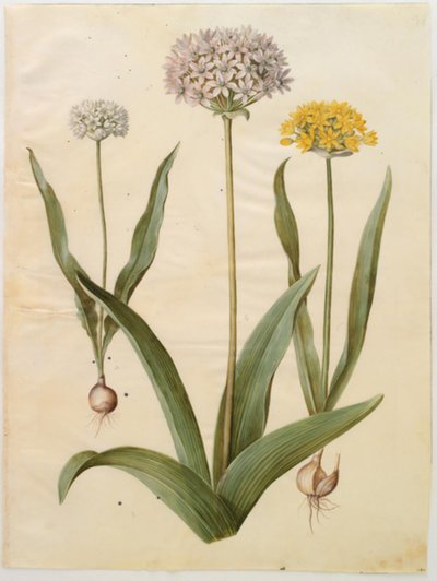 Allium moly (kultainen sipuli); Allium nigrum (musta sipuli) tekijältä Hans Simon Holtzbecker