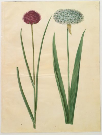 Allium sphaerocephalon (Välimeren sipuli); Allium nigrum (musta sipuli) tekijältä Hans Simon Holtzbecker