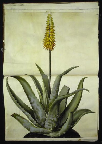 Aloe vera (lääketieteellinen aloe) tekijältä Hans Simon Holtzbecker