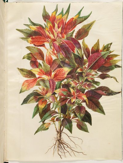 Amaranthus tricolor (papaukaija amarantti) tekijältä Hans Simon Holtzbecker