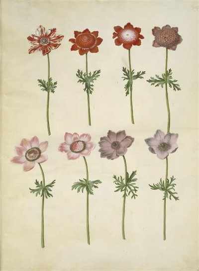 Anemone coronaria (fransk anemone) tekijältä Hans Simon Holtzbecker