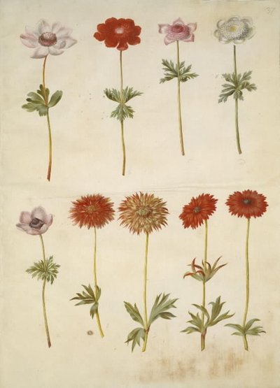Anemone coronaria (ranskalainen anemone); Anemone ×fulgens (kiiltävä anemone) tekijältä Hans Simon Holtzbecker