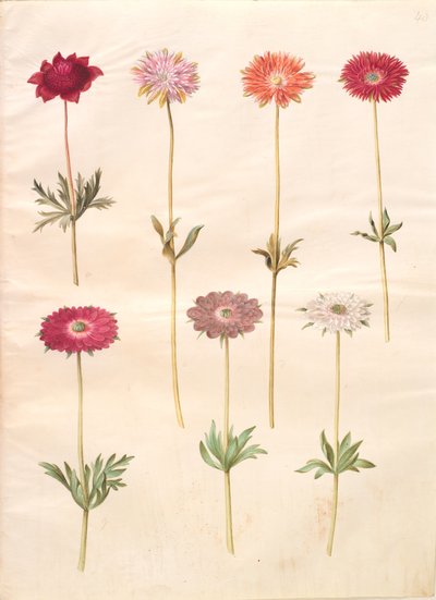 Anemone coronaria (ranskalainen anemone); Anemone ×fulgens (kiiltävä anemone) tekijältä Hans Simon Holtzbecker