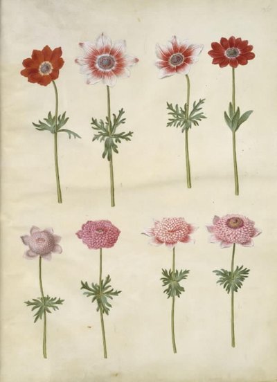 Anemone coronaria L. (ranskalainen anemone); Anemone pavonina (riininkukkovuokko) tekijältä Hans Simon Holtzbecker