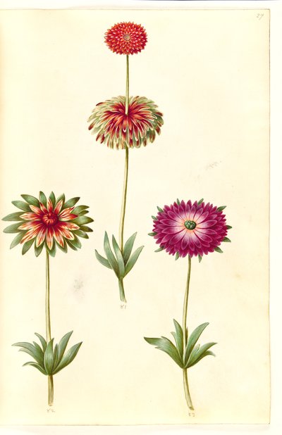 Anemone ×fulgens (kiiltävä anemone) tekijältä Hans Simon Holtzbecker