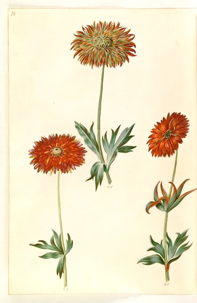 Anemone ×fulgens (kiiltävä anemone) tekijältä Hans Simon Holtzbecker