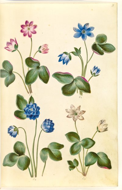 Anemone hepatica (sininen vuokko) tekijältä Hans Simon Holtzbecker