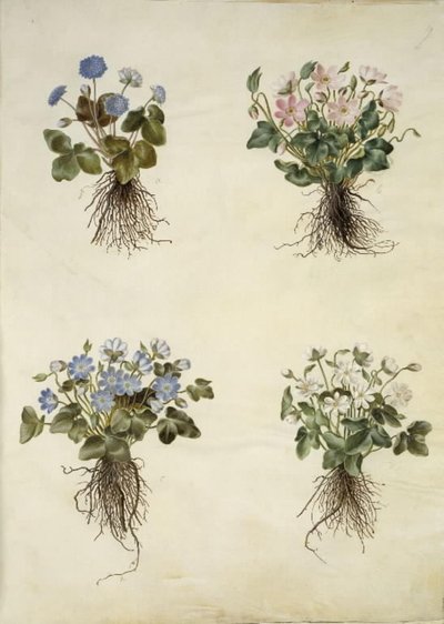 Anemone hepatica (sininen vuokko) tekijältä Hans Simon Holtzbecker