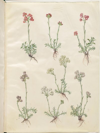 Antennaria dioica (tavallinen kissanjalka) tekijältä Hans Simon Holtzbecker