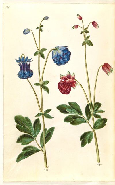 Aquilegia vulgaris (kolumbiini) tekijältä Hans Simon Holtzbecker