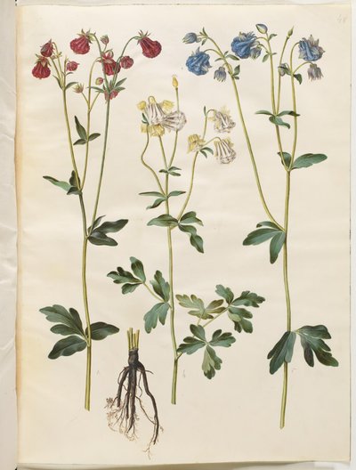 Aquilegia vulgaris (kolumbiini) tekijältä Hans Simon Holtzbecker