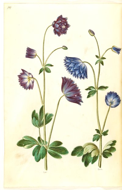 Aquilegia vulgaris (kolumbiini) tekijältä Hans Simon Holtzbecker