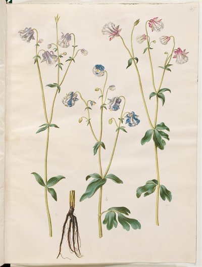 Aquilegia vulgaris (kolumbiini) tekijältä Hans Simon Holtzbecker