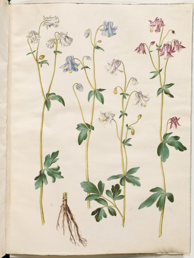 Aquilegia vulgaris (kolumbiini) tekijältä Hans Simon Holtzbecker