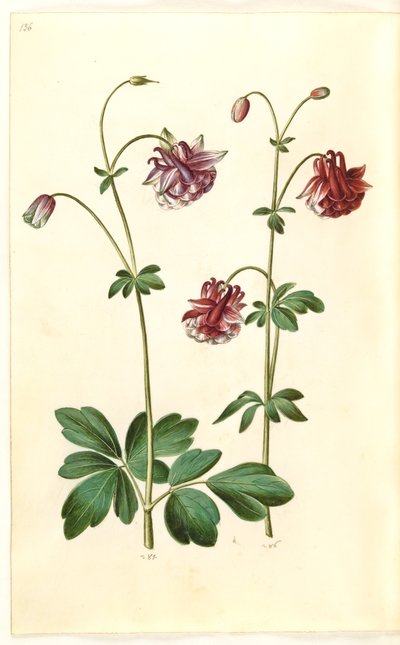 Aquilegia vulgaris (kolumbiini) tekijältä Hans Simon Holtzbecker