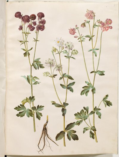 Aquilegia vulgaris (kolumbiini) tekijältä Hans Simon Holtzbecker