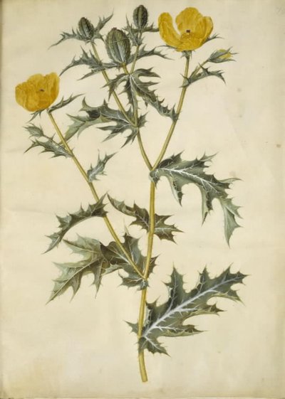 Argemone mexicana (meksikolainen piikikäs unikko) tekijältä Hans Simon Holtzbecker