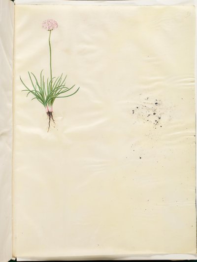 Armeria maritima (yleinen englantilainen ruoho) tekijältä Hans Simon Holtzbecker
