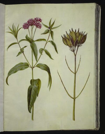 Asclepias incarnata (ruusu-silkeplante) tekijältä Hans Simon Holtzbecker