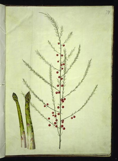 Asparagus officinalis (tavallinen parsa) tekijältä Hans Simon Holtzbecker