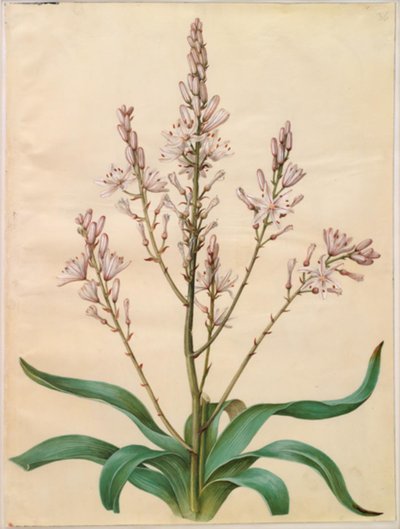 Asphodel ramosus (vihreä narsissi) tekijältä Hans Simon Holtzbecker