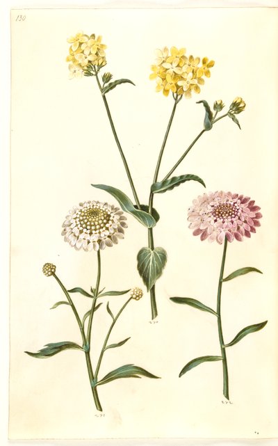Brassica napus (rypsi); Iberis amara (katkera rusettikukka) tekijältä Hans Simon Holtzbecker