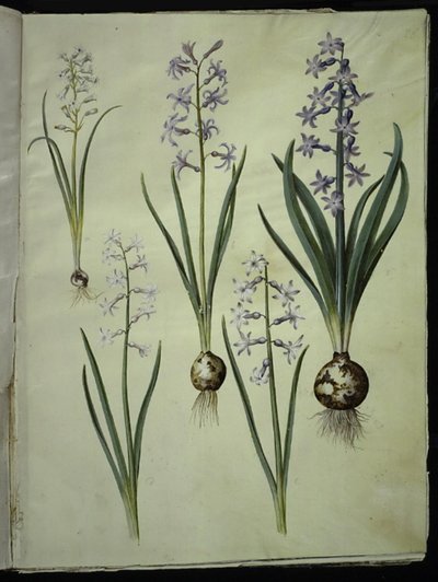Brimeura amethystina (pyreneiskin sininen); Itämainen hyasintti (Almindelig hyasinth) tekijältä Hans Simon Holtzbecker