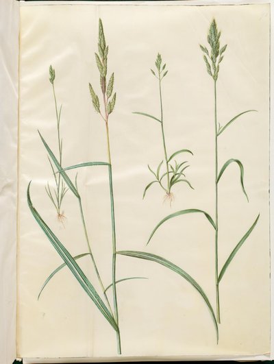 Bromus ohra (blød hejre); Phalaris arundinacea tekijältä Hans Simon Holtzbecker