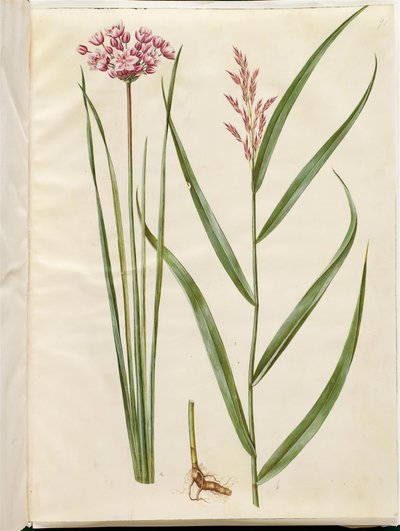 Butomus umbellatus (morsiankynttilä); Phragmites australis (tavallinen ruoko) tekijältä Hans Simon Holtzbecker