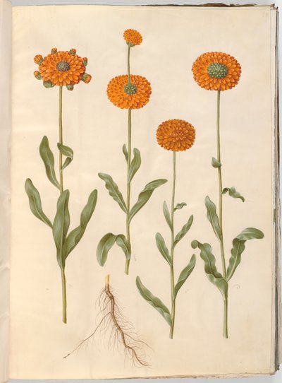 Calendula officinalis (puutarha kehäkukka) tekijältä Hans Simon Holtzbecker