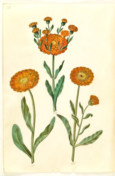 Calendula officinalis (puutarha kehäkukka) tekijältä Hans Simon Holtzbecker