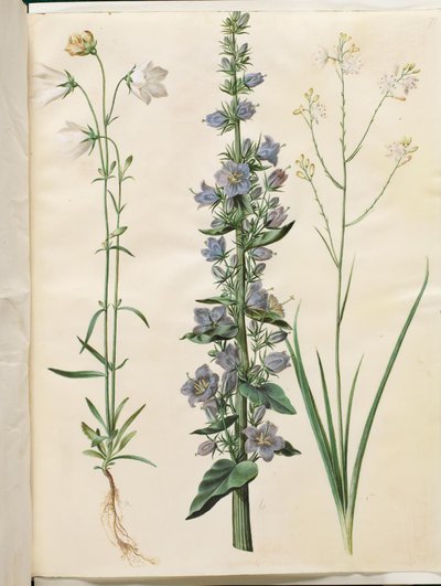 Campanula persicifolia (smalbladet kloke); Pyramidaalinen kello (pyramidi-klokke); Anthericum ramosum (grenet edderkopurt) tekijältä Hans Simon Holtzbecker