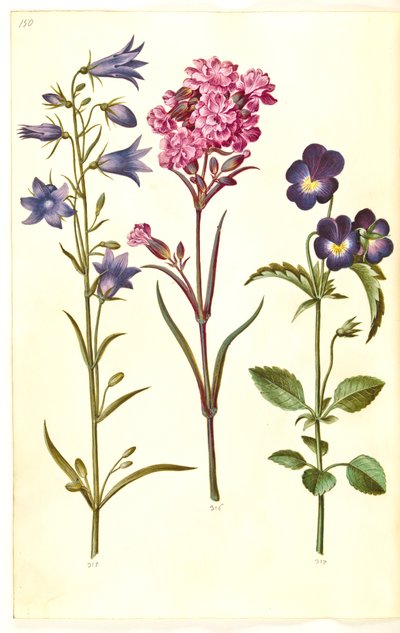 Campanula rotundifolia (pieni kello); Silene viskaria (tavallinen tervan kynsi); Viola tricolor (tavallinen orvokki) tekijältä Hans Simon Holtzbecker