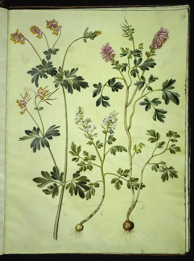 Capnoides sempervirens (harlekiini); Corydalis solida (pitkävartinen larkspur) tekijältä Hans Simon Holtzbecker