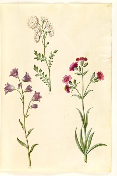 Cardamine pratensis (niittykrassi); Campanula rotundifolia (?) (kärsimyskello); Silene vulgaris (?) (rakkokoi) tekijältä Hans Simon Holtzbecker
