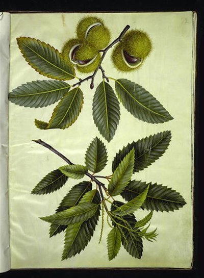 Castanea sativa (aito kastanja) tekijältä Hans Simon Holtzbecker