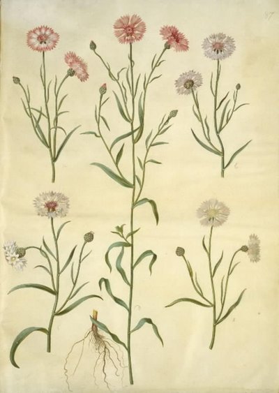 Centaurea cyanus (ruiskukka) tekijältä Hans Simon Holtzbecker