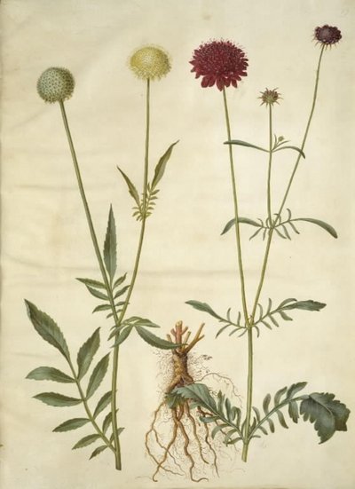 Cephalaria leucantha (valkoinen suomupää); Scabiosa atropurpurea (leskikukka) tekijältä Hans Simon Holtzbecker