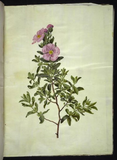 Liitukausi (kreta-soløjtræ) tekijältä Hans Simon Holtzbecker