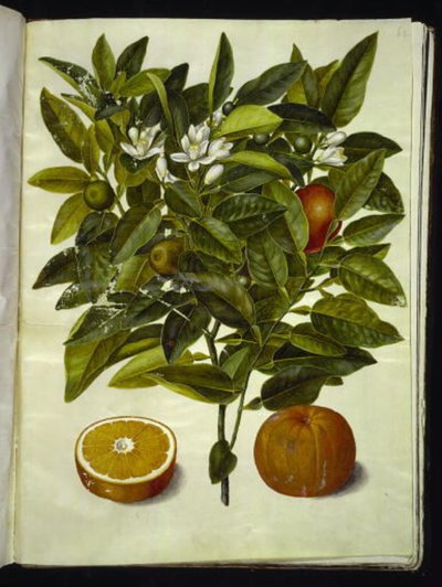 Citrus sinensis (oranssi) tekijältä Hans Simon Holtzbecker