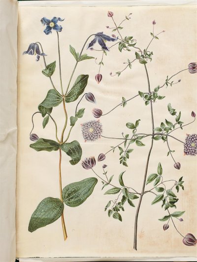 Clematis integrifolia (sininen monivuotinen klematis); Clematis viticella (italialainen köynnös) tekijältä Hans Simon Holtzbecker