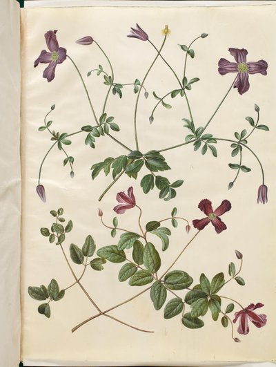 Clematis viticella (italialainen skovranke) tekijältä Hans Simon Holtzbecker