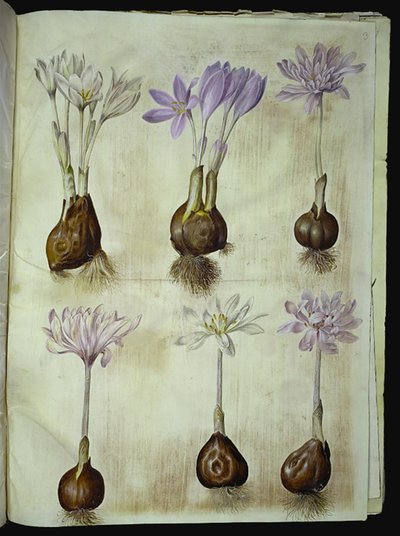 Colchicum autumnale (høst-tidløs) tekijältä Hans Simon Holtzbecker