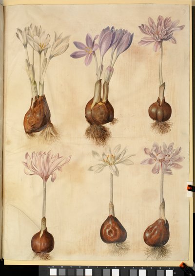 Colchicum autumnale tekijältä Hans Simon Holtzbecker