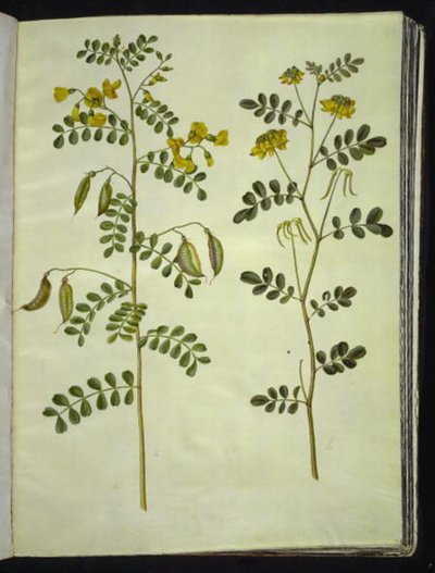 Colutea arborescens (tavallinen rakkomato); Hippocrepis emerus (pensashevosenkenkä) tekijältä Hans Simon Holtzbecker
