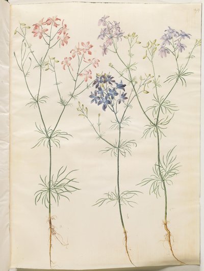 Consolida Regalis (Korn-Riedersfoor) tekijältä Hans Simon Holtzbecker