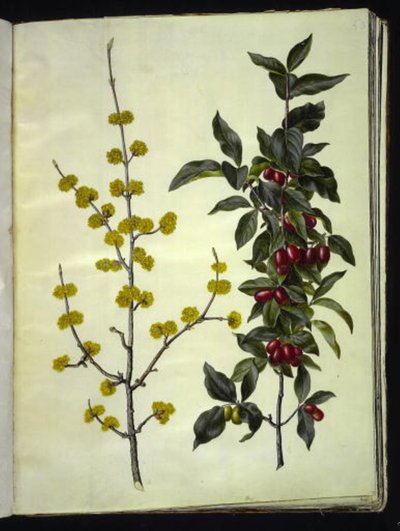 Cornus mas (kirsikkakoira) tekijältä Hans Simon Holtzbecker