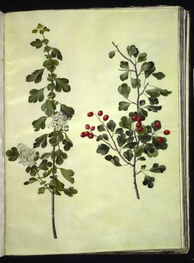 Crataegus laevigata (tavallinen orapihlaja) tekijältä Hans Simon Holtzbecker