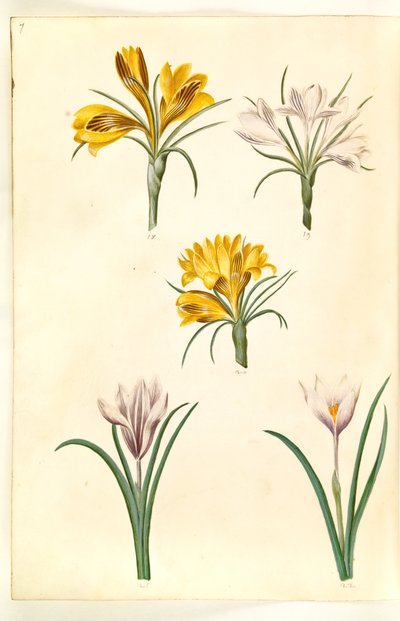 Crocus tightfolius (balkanin krookus); Crocus versicolor (alpe-crocus); Kevätkrookus (?) (vår-krokus) tekijältä Hans Simon Holtzbecker